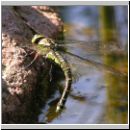 Aeshna cyanea - Blaugruene Mosaikjungfer w10.jpg